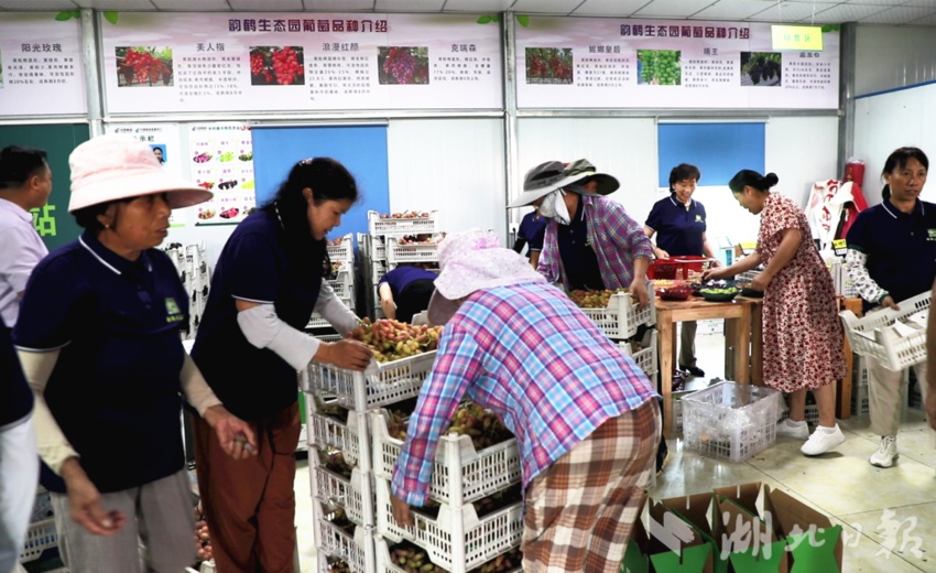吉祥航空官网登陆